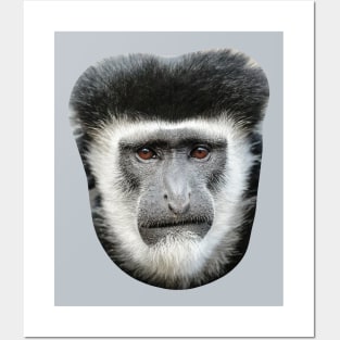 Expressive face of a Colobus monkey Posters and Art